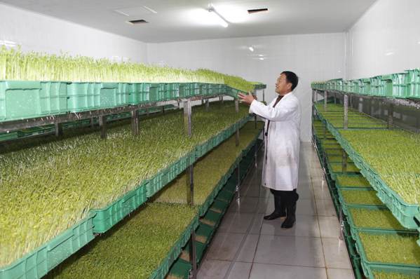 綠國鑫源芽苗菜 綠國鑫源芽苗菜