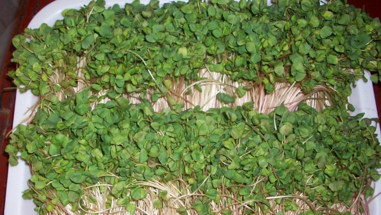 蔬心園芽苗菜 蔬心園芽苗菜