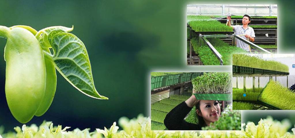 三味蔬屋芽苗菜 三味蔬屋芽苗菜