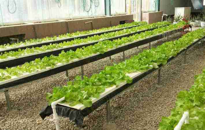 菜立方芽苗菜 菜立方芽苗菜