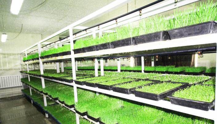 雨露青禾芽苗菜 雨露青禾芽苗菜