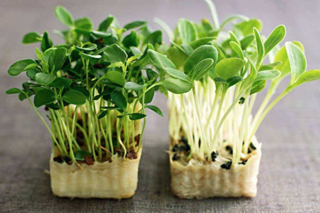 芽苗菜加盟十大品牌 芽苗菜加盟十大品牌