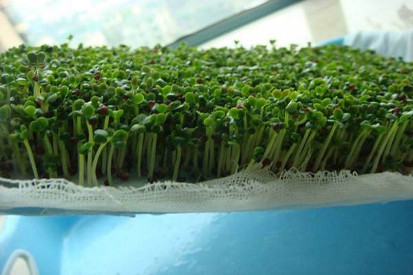 四季芽苗菜 四季芽苗菜
