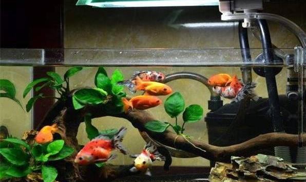 神奇創意水族館