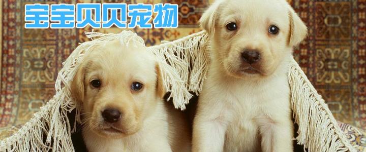 寶寶貝貝寵物店