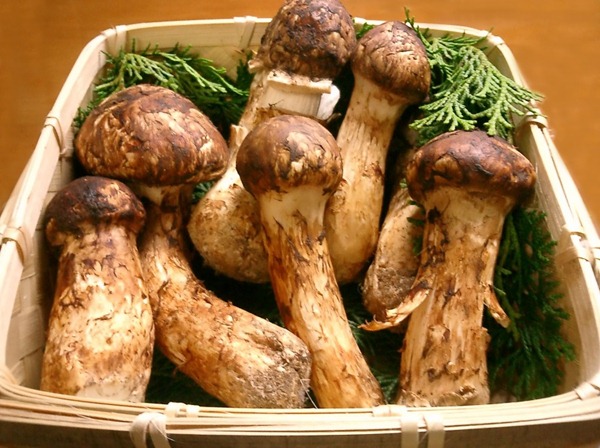 10大世界最珍稀的食物排行榜7