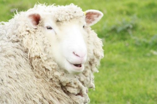 2016年國產羊奶粉排行榜10強1