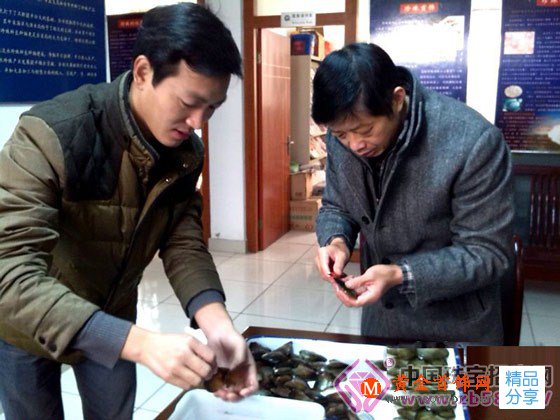 
	淡水珍珠色彩定向培育技術首獲成功(圖)
