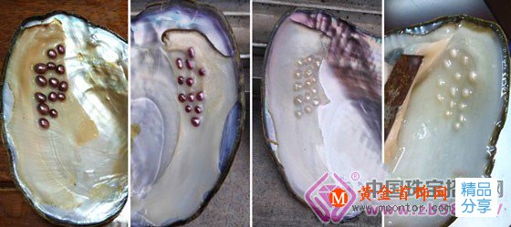 
	淡水珍珠色彩定向培育技術首獲成功(圖)
