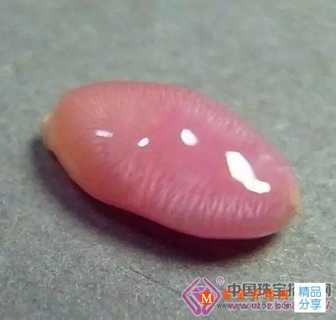 
	自然天成的海螺珍珠
