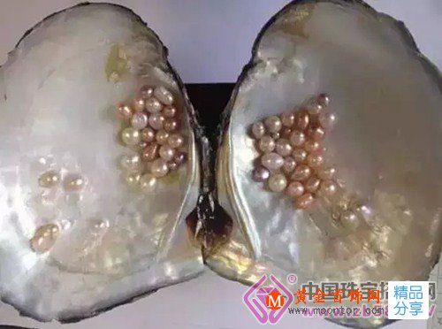 
	同是珍珠，價格卻相差100倍，您看準了嗎？
