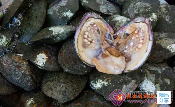 
	珍珠，大自然的溫潤饋贈
