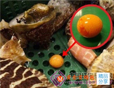 
	棒呆了 椰子螺里吐出10萬紅色“珍珠”
