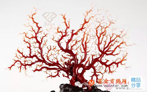 
	彩色珊瑚可保護寄生海藻
