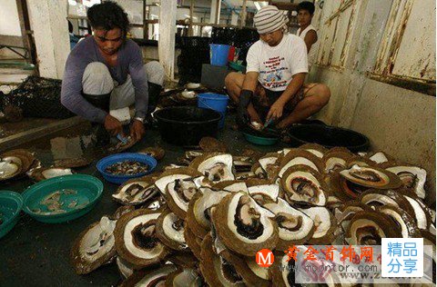 
	打開菲律賓黃金珍珠養殖過程

