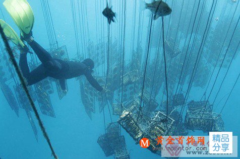 
	打開菲律賓黃金珍珠養殖過程
