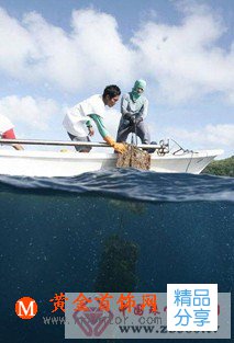 
	打開菲律賓黃金珍珠養殖過程
