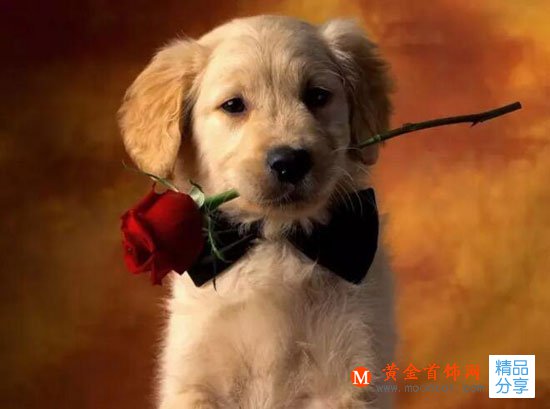 
	十一國慶節送女生什么禮物好？滿腔愛意也需通過實物來表達！

