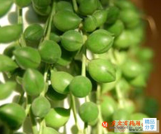 
	珍珠吊蘭圖片
