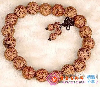 
	菩提子橫切面
