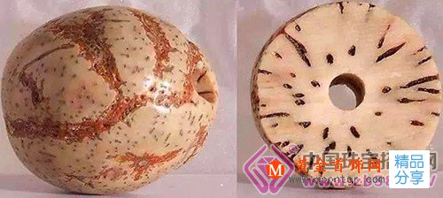 
	菩提子橫切面
