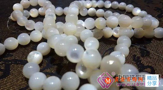 
	硨磲除了是延年益壽的常青樹，竟然還有這么多神奇之處！
