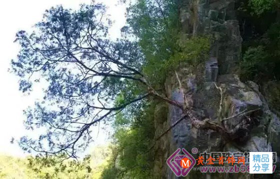 
	瀕臨絕種的萬壽之木, 崖柏為什么這么火！
