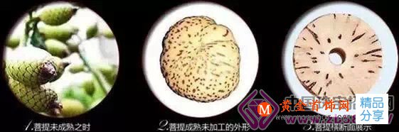 
	最當紅文玩時尚：星月菩提手串全攻略
