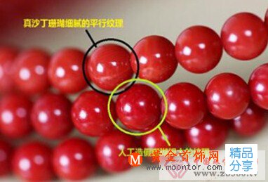 
	染色珊瑚鑒別
