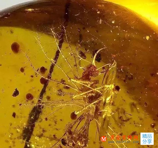 
	蜜蠟選購的五個誤區！千萬要小心！
