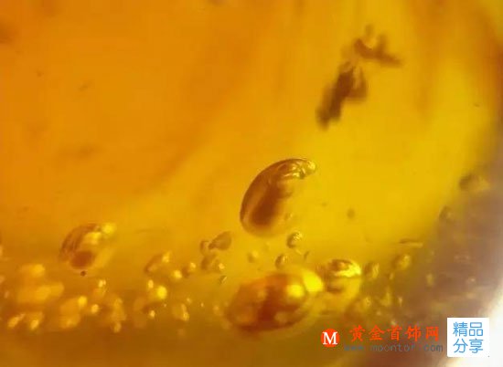 
	會蒸發的水膽琥珀，你知道多少？
