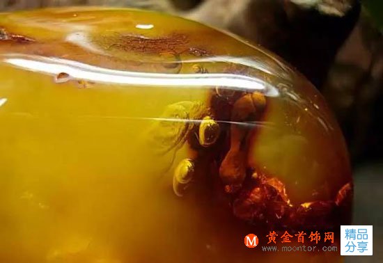 
	會蒸發的水膽琥珀，你知道多少？
