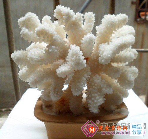 
	認識雪珊瑚
