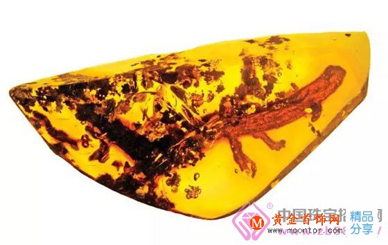 
	琥珀中發現2000萬年前的火蜥蜴
