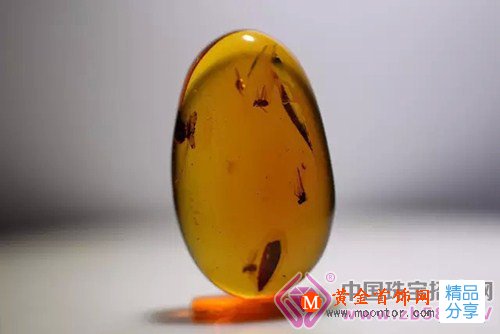 
	琥珀 大自然時空飛梭的圣品
