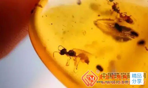 
	天然蟲珀少之又少，教你如何區分？
