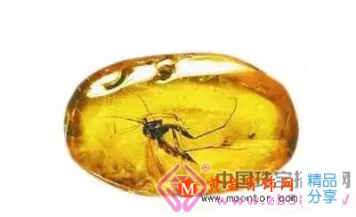 
	天然蟲珀少之又少，教你如何區分？
