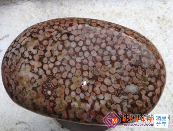 
	陜西寧強崛起“紅色黃金”
