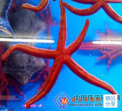 
	來自“天堂之島”的活體珊瑚杭州現身
