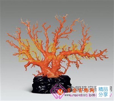 
	“珊瑚樹紅春常在”的美景 棒呆了
