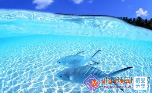 
	海紋石你了解嗎？
