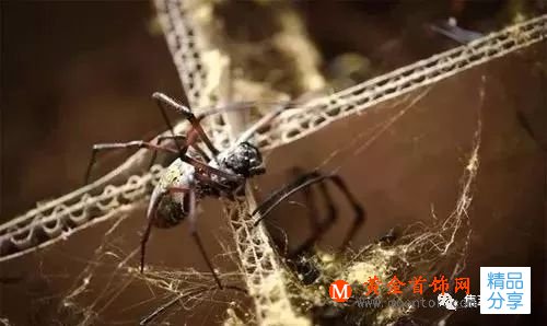 世界最珍貴布料黃金蜘蛛絲 120萬條絲才能織一匹布