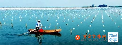 珍珠的種類有多少,你知道嗎?