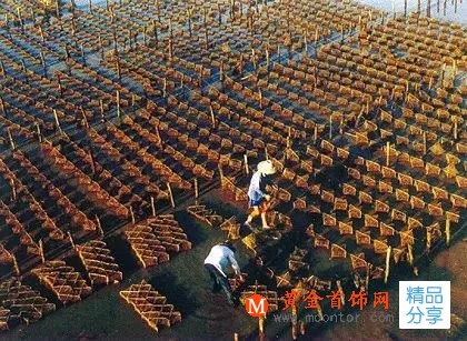 珍珠的種類有多少,你知道嗎?