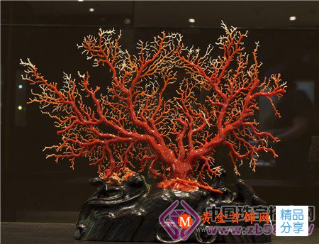 
	健康珠寶——紅珊瑚
