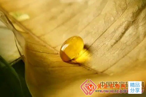 
	專家教你挑琥珀
