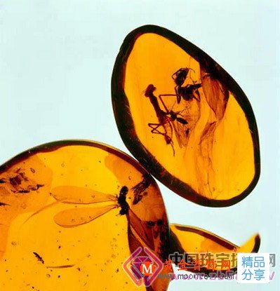 
	7個大招分清真假琥珀
