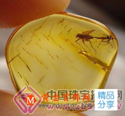 
	收藏選購琥珀要多存疑
