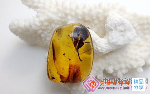 
	漲姿勢：植物琥珀
