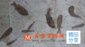 
	大自然“神筆”——魚化石
